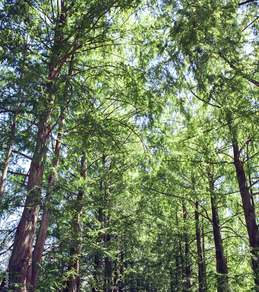 Fototapeta premium forest trees. nature green wood sunlight backgrounds.