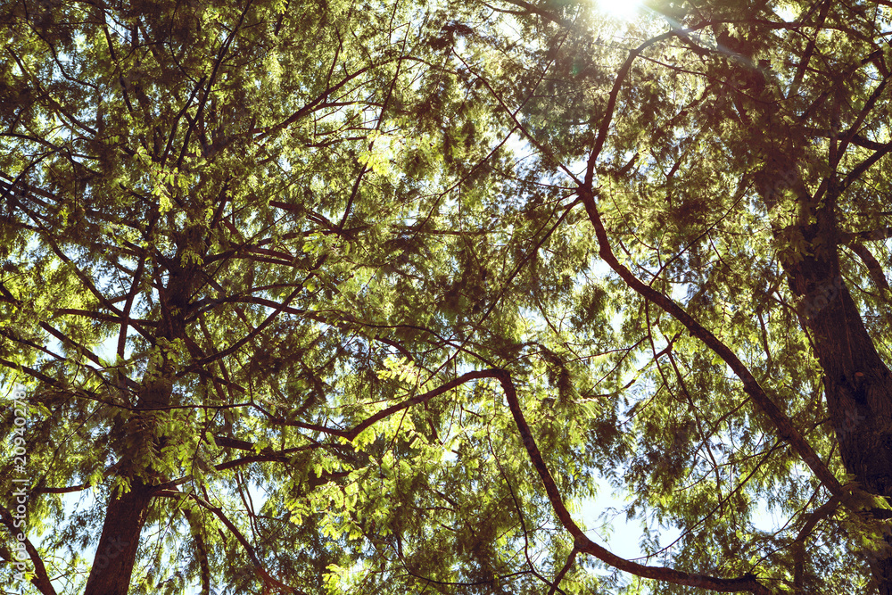 Obraz premium forest trees. nature green wood sunlight backgrounds.