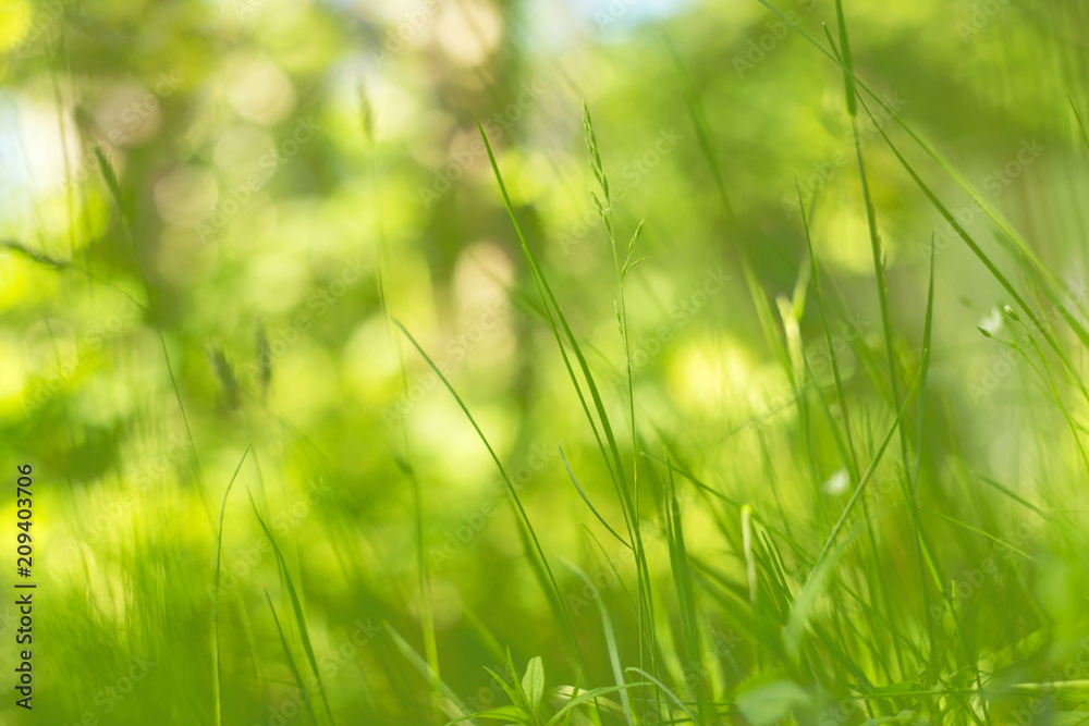Abstract green blurred bokeh nature background with spring and summer grass in the sunlight