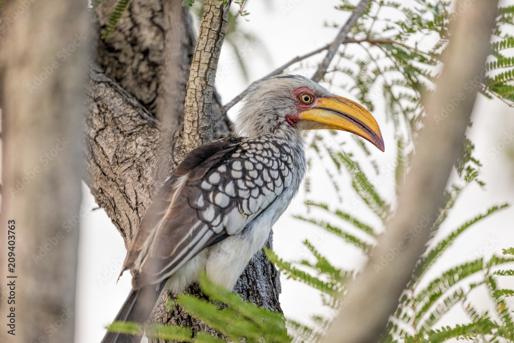 Southern yellow-billed hornbill, African Bird Southern yellow-billed hornbill, African Bird