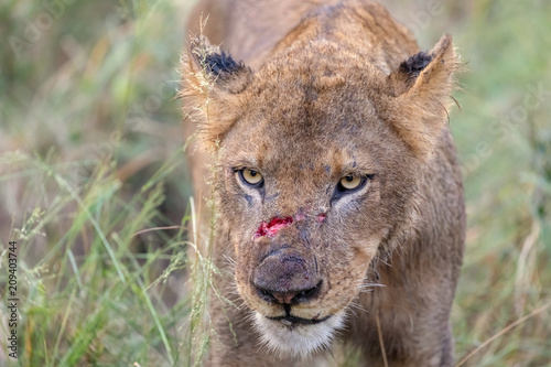 Fototapeta Naklejka Na Ścianę i Meble -  Lion with fresh wound from fight