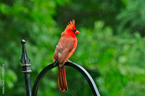 Northern cardinal or redbird or common cardinal - Cardinalis cardinalis photo