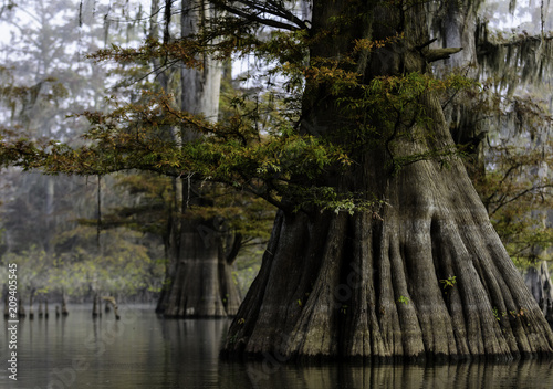 Mature Cypress Trees