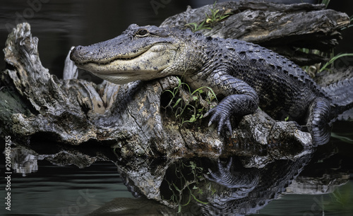 Posing Alligator