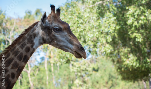 Fototapeta Naklejka Na Ścianę i Meble -  Giraffe in the zoo