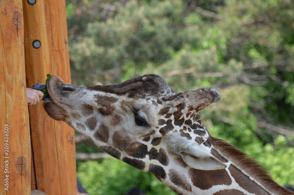 Obraz premium Head of a giraffe