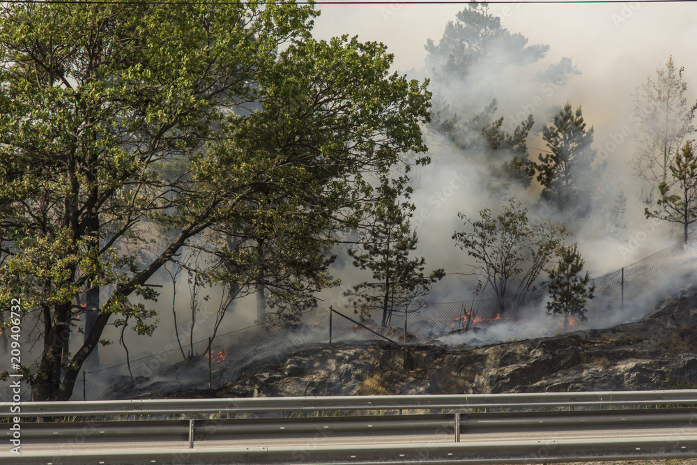 Naklejka premium Dramatisk skogsbrand rasar vid Värmdöleden i Nacka fredag 15/6 och bilarna kör genom röken nära elden