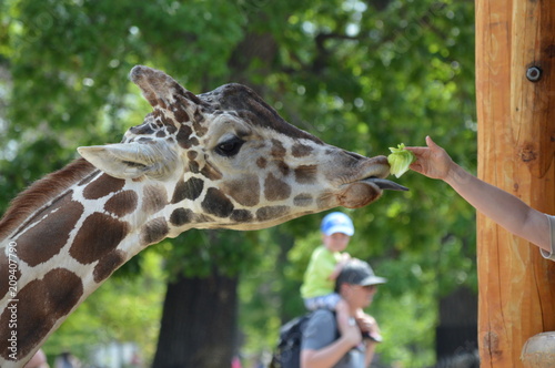 Head of a giraffe © Kari