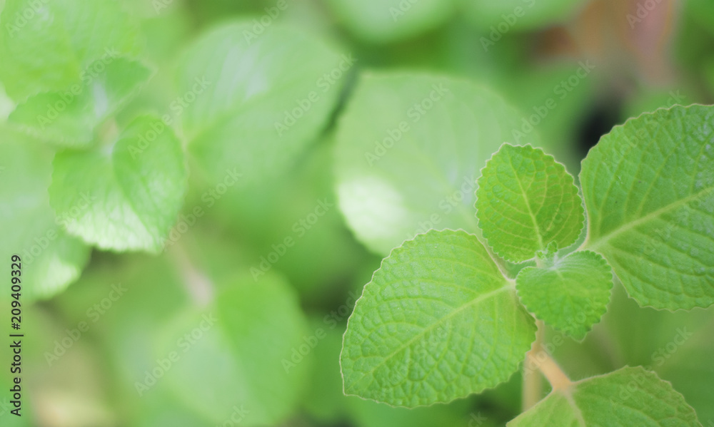 Small little green plant soft focus on right bottom corner, nature background Small little green plant soft focus on right bottom corner, nature background