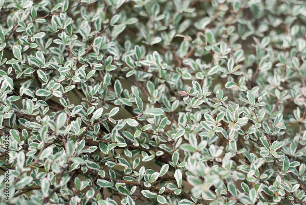 Green and fresh plant leaves and branches, nature background