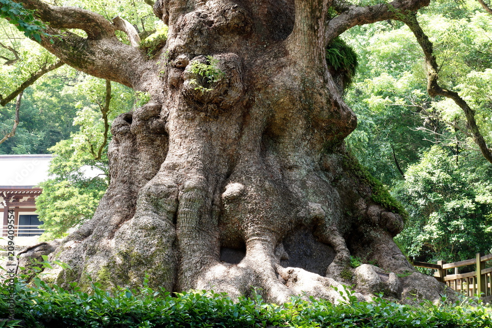 Obraz premium 鹿児島加治木町の蒲生の大楠