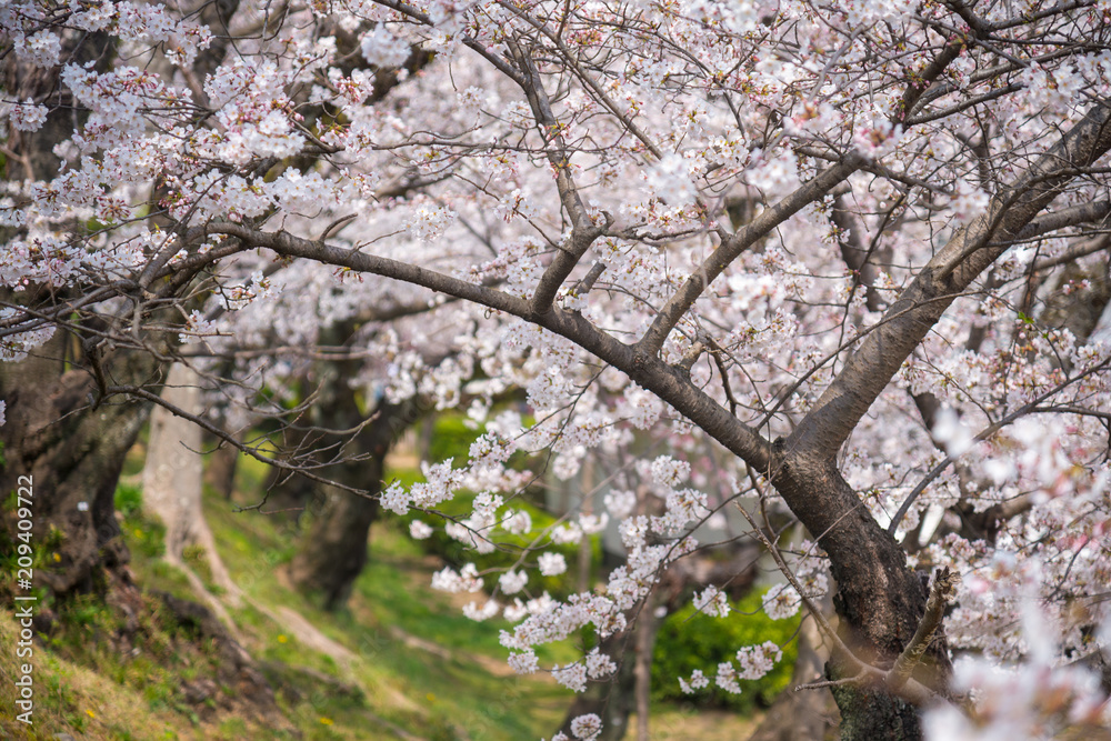 Cherry blossom trees, Sakura in Japanese, full blooming during spring season Cherry blossom trees, Sakura in Japanese, full blooming during spring season
