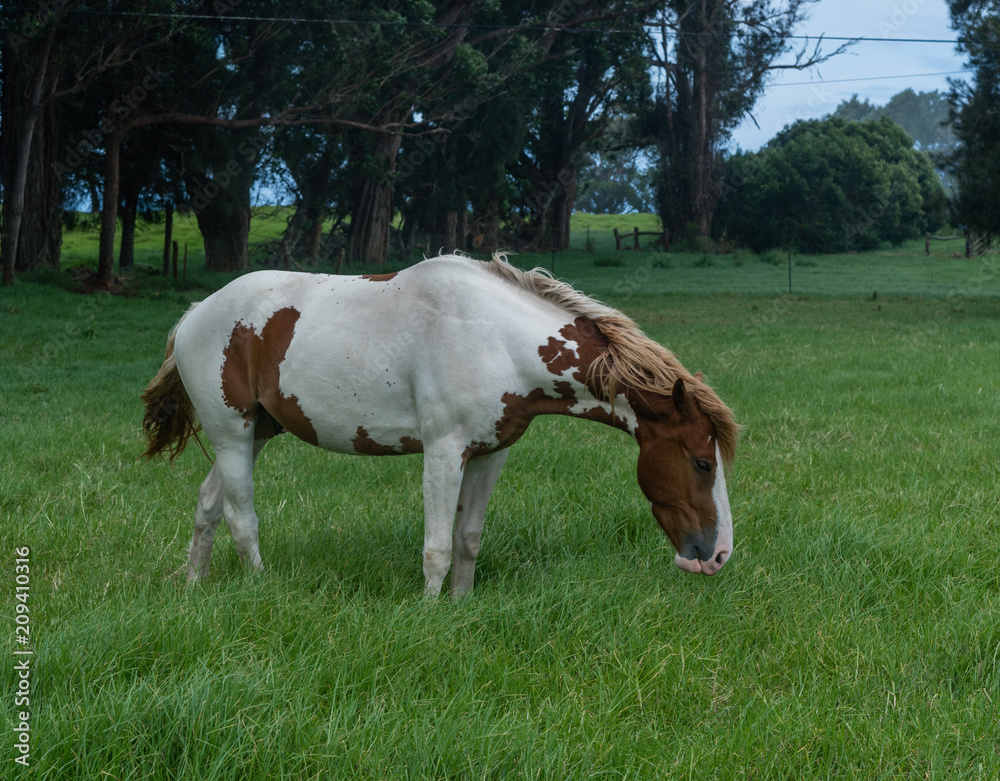 Beautiful horse at a horse ranch in Kohala on the Big Island of Hawaii Beautiful horse at a horse ranch in Kohala on the Big Island of Hawaii