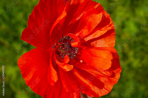 Fototapeta Naklejka Na Ścianę i Meble -  Red bright poppy flower. Macro. Blooming poppy flowers in spring and summer.