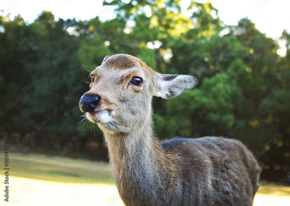 Deer portrait in the park