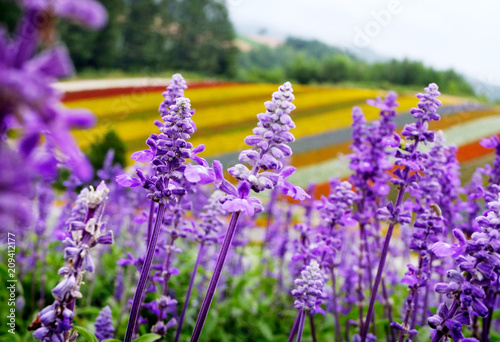 Beautiful purple lavender field.