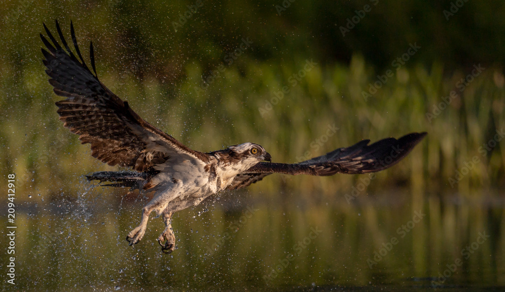 Fototapeta premium Osprey 