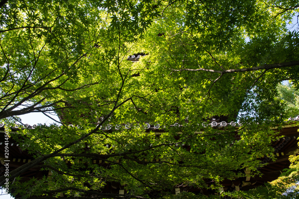 新緑の真如堂（京都・日本）