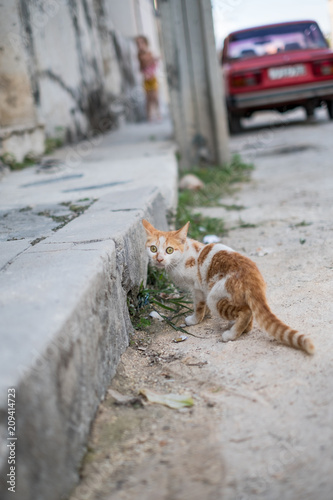 Small ginger and white cat facing the camera on the streets of Havana, Cuba