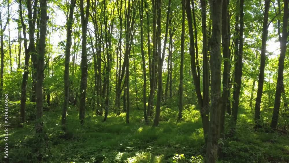 4K Aerial. Slow smooth fly inside green summer wood. 4K Aerial. Slow smooth fly inside green summer wood.