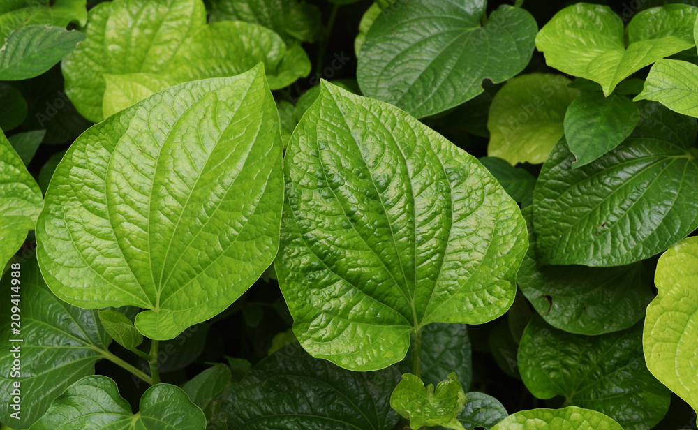 Group of green leaves that are food and medicinal plants , Piper sarmentosum or Leafus leaf in Thailand
Group of green leaves that are food and medicinal plants , Piper sarmentosum or Leafus leaf in Thailand
