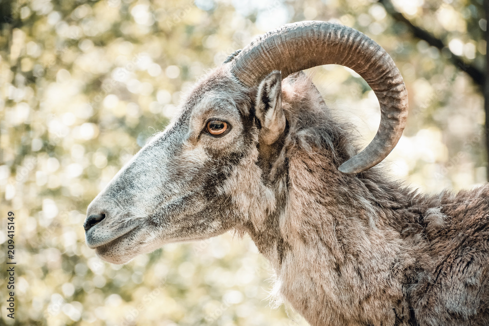 Portrait of mountain goat Portrait of mountain goat
