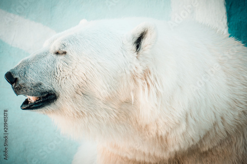 Portrait of a polar bear © fizke7