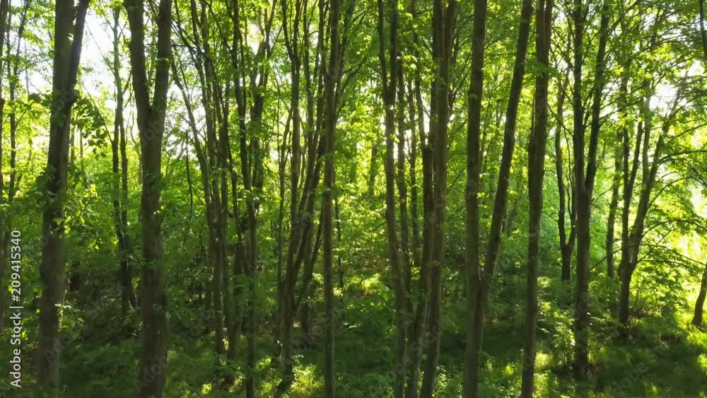 4K Aerial. Slow smooth fly inside green summer wood. Rear. 4K Aerial. Slow smooth fly inside green summer wood. Rear.