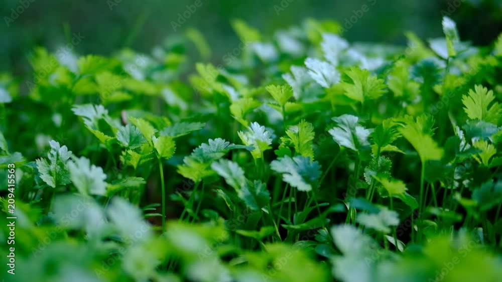 Video UHD close up camera move beside Coriander, fresh green herb, 4K, Video UHD close up camera move beside Coriander, fresh green herb, 4K,