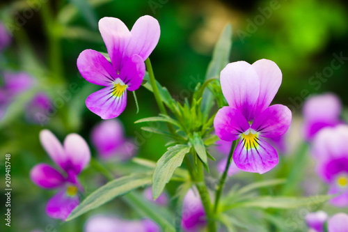 Fototapeta Naklejka Na Ścianę i Meble -  Flowers of violets.
