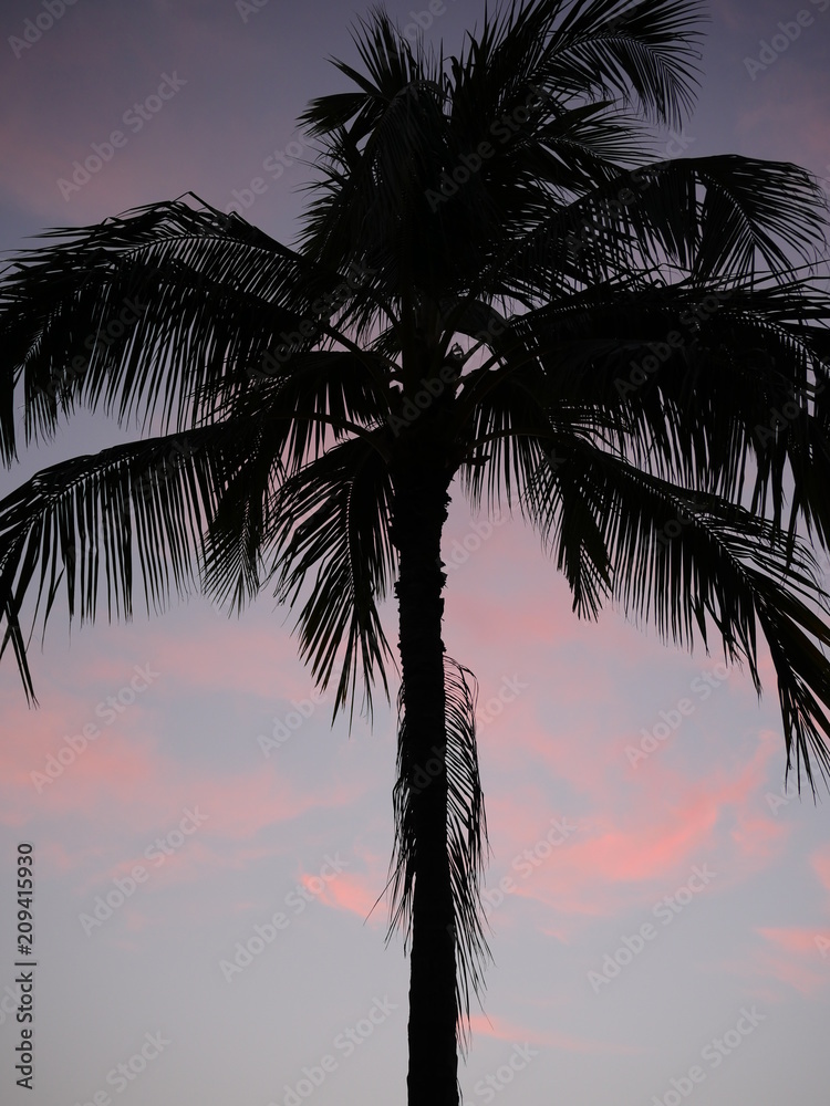 Palm tree silhouette on a pink sunset sky