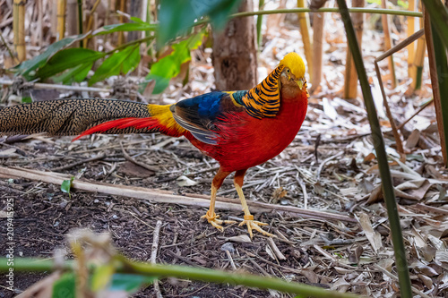 Brightly coloured male Golden Pheasant (Chrysolophus pictus) seeking shade from the midday sun