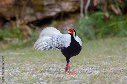 Silver pheasant, male ; Lophura nycthemera 