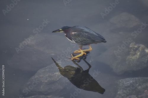 Least Bittern (Ixobrychus exilis) or Green Heron (Butorides Virescens) ped on rocks ready to strike, fishing for small fish in marina in Puerto Vallarta, Mexico. Close up view. photo