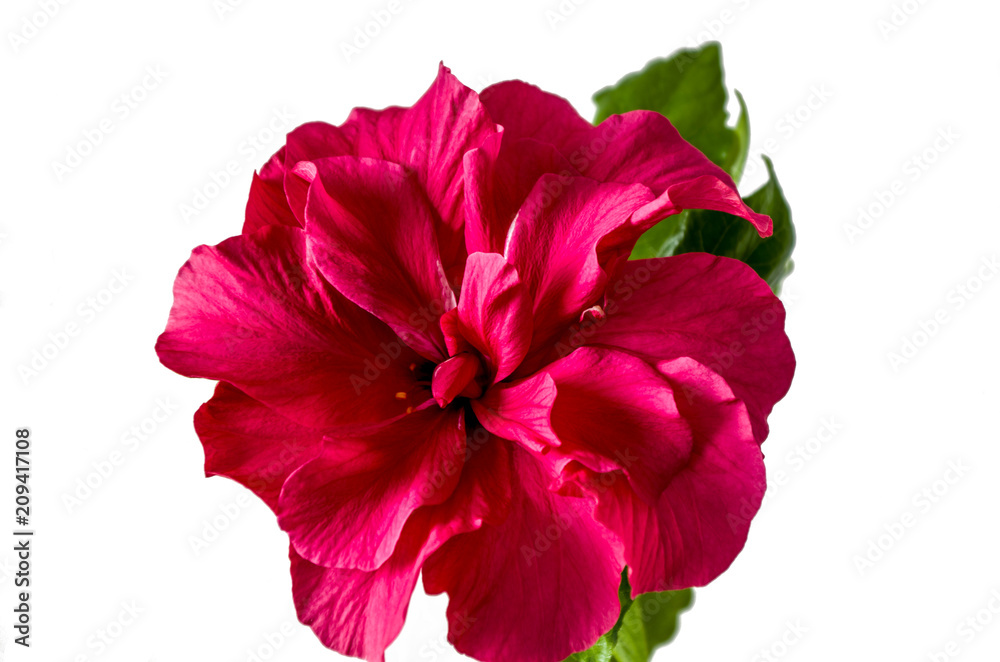 Freigestellte Hibiskusblüte Freigestellte Hibiskusblüte