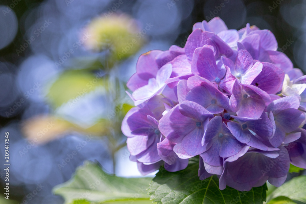 Hydrangea at Hattori Farm in Mobara City, Chiba Prefecture, Japan / Hattori farm is a famous place called a hydrangea mansion Hydrangea at Hattori Farm in Mobara City, Chiba Prefecture, Japan / Hattori farm is a famous place called a hydrangea mansion