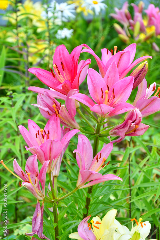 Garden Lily violet color Garden Lily violet color