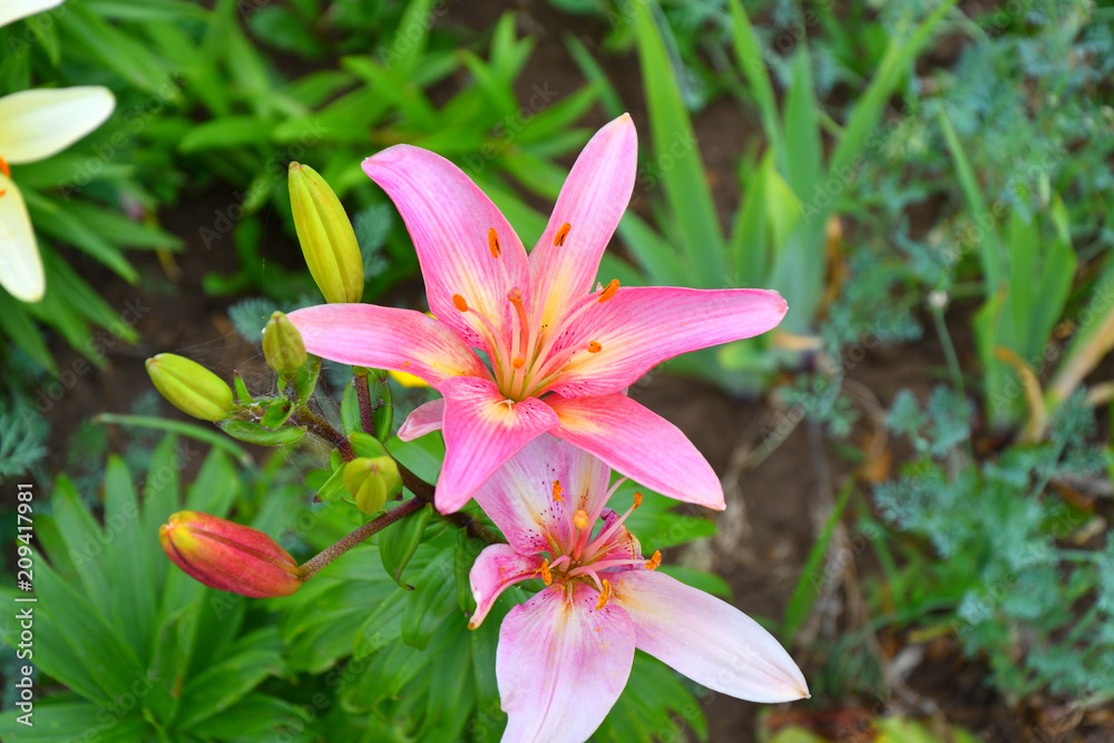 Garden Lily violet color