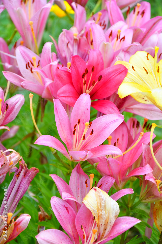 Garden Lily violet color