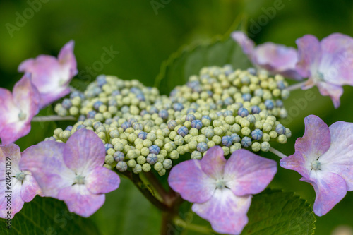 Hydrangea at Hattori Farm in Mobara City  Chiba Prefecture  Japan   Hattori farm is a famous place called a hydrangea mansion