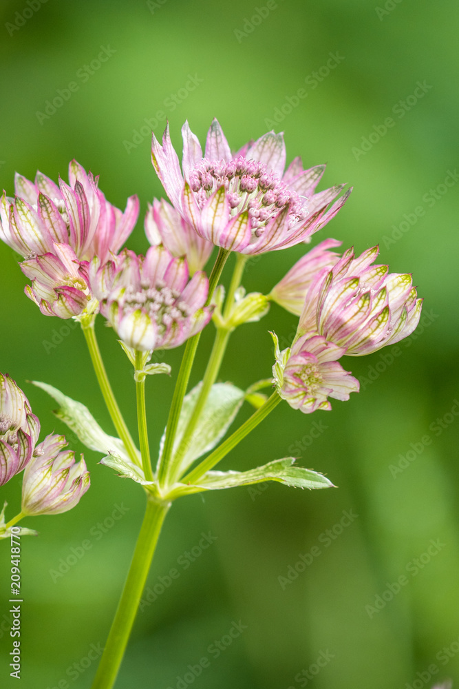 pink Masterwort flower with creamy background