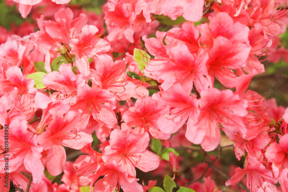 Fototapeta premium Closeup Blossoming of red azalea flowers in summer,Japan