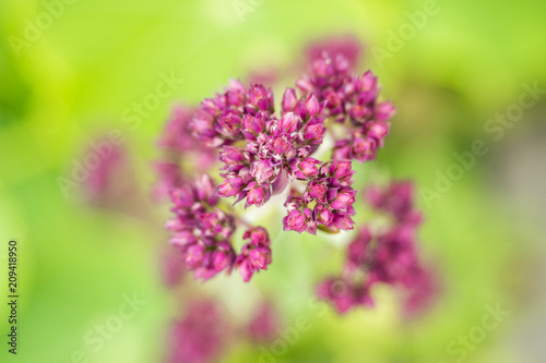 beautiful pink flowers with blurry green background