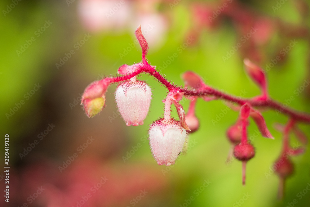 two tiny pink bell like flowers hanging on the branch with green background two tiny pink bell like flowers hanging on the branch with green background