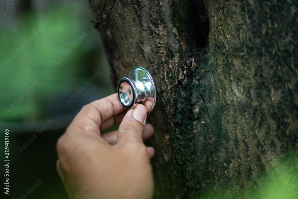Checking health tree by stethoscope Checking health tree by stethoscope