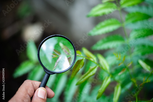 Hand holding magniflying glass see tree