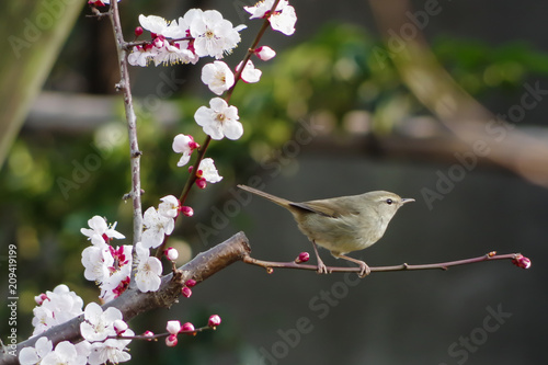 Japanese plum and bush warbler.