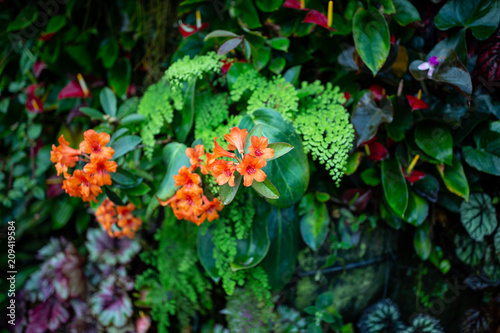 Orange tropical flowers on tropical vertical garden  Singapore