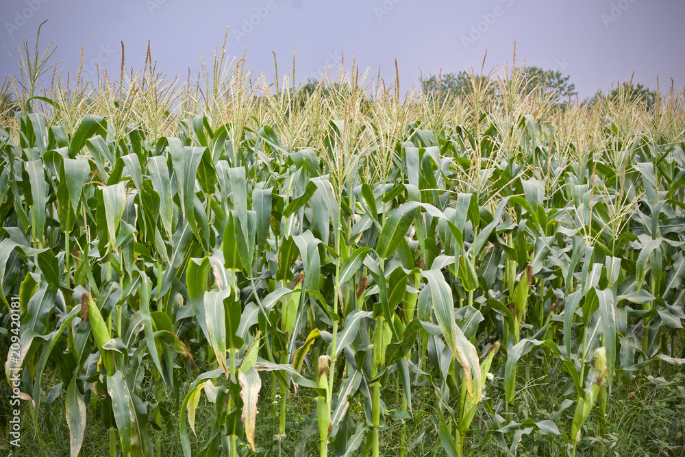 Fototapeta premium Corn tree food plant nature 