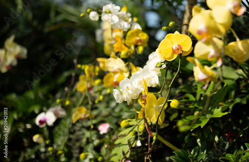 Yellow and white orchids in Singapore